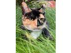 Adopt Kirby a Domestic Short Hair