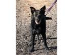 Adopt Chevy a Black Labrador Retriever