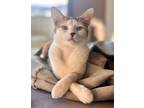 Adopt Rainbow a Domestic Short Hair