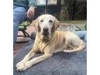 Adopt Jefferson County / Penelope a Labrador Retriever