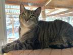 Adopt Rova a Domestic Short Hair