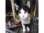 Adopt Stevie a Domestic Short Hair