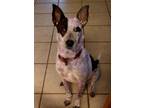 Adopt Dixie (Daisy2) a Australian Cattle Dog / Blue Heeler