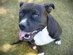 Adopt TWILIGHT a American Staffordshire Terrier, Mixed Breed