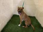 Adopt DAISY MAY a Black Mouth Cur