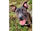Adopt SPARKLE PAWS a Mixed Breed