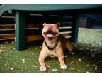 Adopt APPLE a Pit Bull Terrier