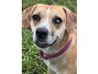 Adopt Feisty a Beagle, Catahoula Leopard Dog