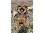 Adopt Sheba a German Shepherd Dog