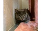 Adopt Lucy a Domestic Short Hair