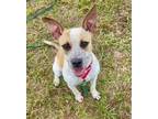 Adopt Lizzie a Australian Cattle Dog / Blue Heeler