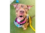 Adopt Lucy a Shar-Pei, Doberman Pinscher