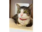 Adopt Cupcake a Domestic Short Hair