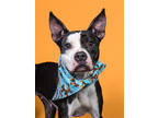 Adopt Darci a Boston Terrier, Mixed Breed
