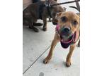 Adopt Jordana - IN FOSTER a Pit Bull Terrier, Mixed Breed