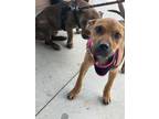 Adopt Jordana a Pit Bull Terrier, Mixed Breed