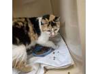 Adopt Honey a Domestic Short Hair