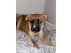 Adopt Honey a Mastiff, Husky