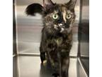 Adopt Lu Lu a Domestic Medium Hair