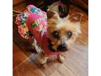 Adopt Macie Bonded to Ransome a Yorkshire Terrier, Mixed Breed