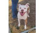 Adopt Trudy a Pit Bull Terrier