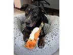 Adopt Teva a Australian Kelpie, Border Collie