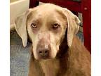 Adopt Sunflower - (Adoption Sponsored) a Labrador Retriever, Weimaraner