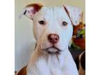 Adopt Babs a Pit Bull Terrier