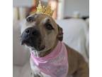 Adopt Whitney a Pit Bull Terrier, Labrador Retriever