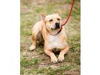 Adopt Prisha a Labrador Retriever