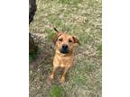 Adopt Sloane a Labrador Retriever, Pit Bull Terrier