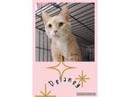 Adopt Delaney a Domestic Short Hair