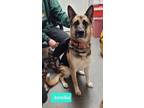 Adopt Annika a German Shepherd Dog, Akita