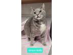 Adopt Grace Kelly a Domestic Short Hair