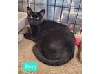 Adopt Kerry a Domestic Short Hair