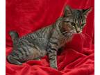 Adopt Roo a Domestic Short Hair