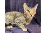 Adopt Luna a Domestic Short Hair