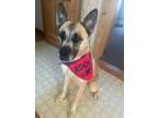 Adopt Madali a German Shepherd Dog, Boxer