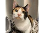 Adopt Cassie a Domestic Short Hair