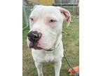 Adopt Skittles a Pit Bull Terrier, Mixed Breed