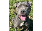 Adopt Blue Girl a Pit Bull Terrier, Mixed Breed
