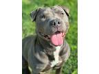 Adopt Blue Girl a Pit Bull Terrier, Mixed Breed