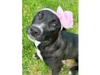 Adopt Tina a Labrador Retriever, Mixed Breed