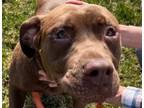 Adopt Meg a Chocolate Labrador Retriever, Pit Bull Terrier