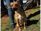 Adopt Matilda a Black Mouth Cur