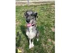 Adopt Zeka a Great Dane, Great Pyrenees