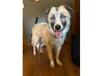 Adopt Willow a Great Pyrenees, Mixed Breed