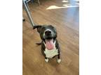 Adopt Sadie (140170) a Pit Bull Terrier