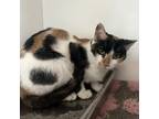 Adopt FRUIT LOOP a Domestic Short Hair