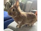 Adopt Lola Belle a Lionhead